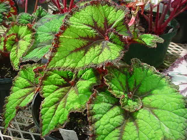 B. ‘Georgia Tasker’